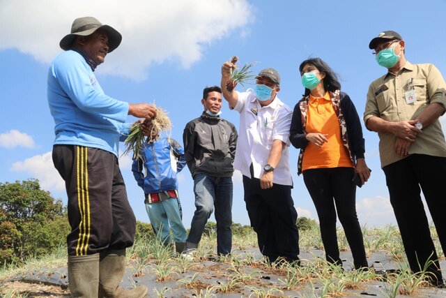 Food Estate, Mengubah Semak Belukar Jadi Lahan Produktif