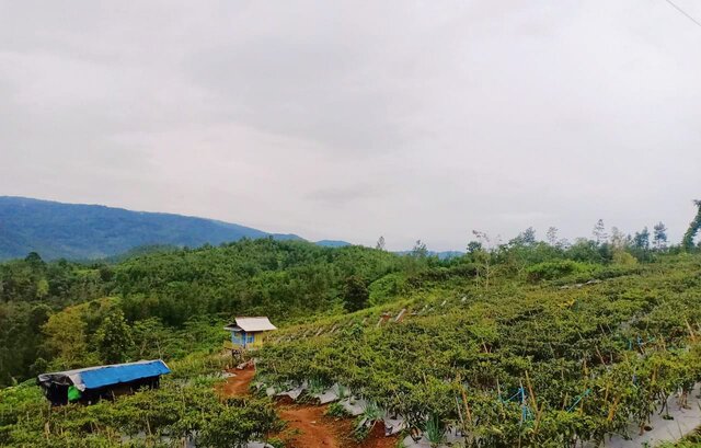 Pemberdayaan Kelompok Tani Milenial di Cilacap Mampu Menekan Margin Harga Cabai