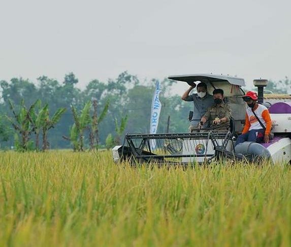 Panen Padi di Pati, Kementan dan Mitra Sepakat Serap Gabah 16.000 Ton