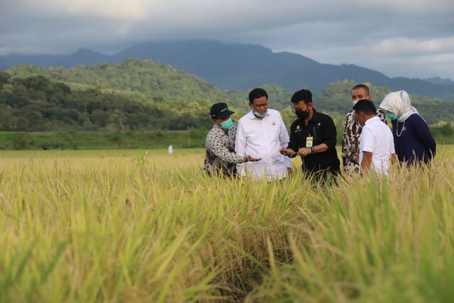 Panen Padi di Barru, Mentan SYL Bersama Mitra Tancap Gas Serap Gabah Petani