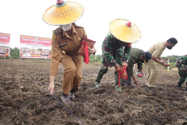 Bupati Landak Dukung Program Kementan Tanam Jagung di Areal Perkebunan