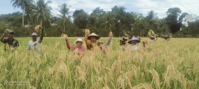 Panen Lagi, Padi Lahan Kering Bantuan Kementan Capai Produktivitas Dobel