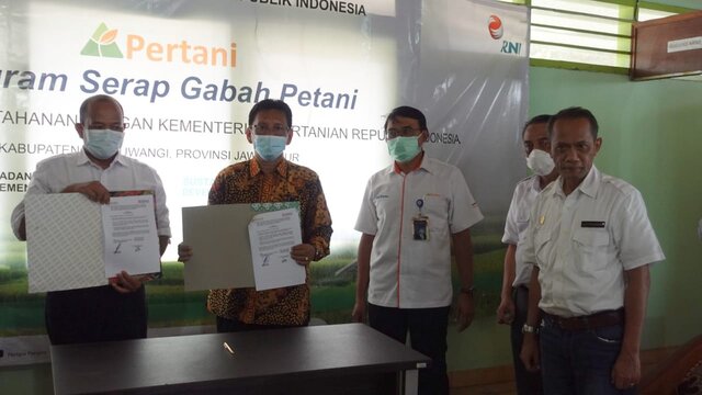 Cegah Harga Jatuh, Kementan dan PT Pertani Bersinergi Serap Gabah Petani