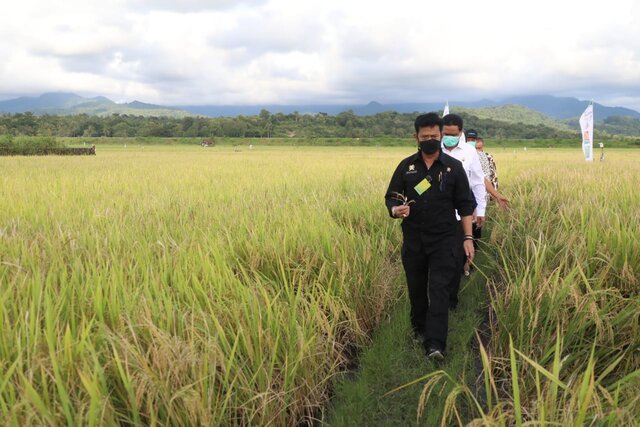 Panen Raya Di Depan Mata, Mentan Minta Kostraling dan Bulog Bekerja Optimal