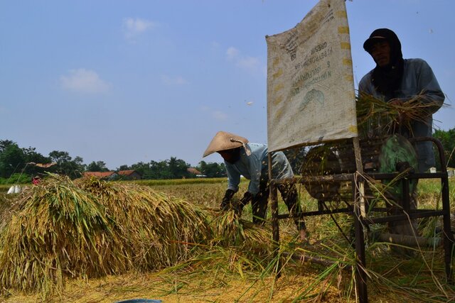 Dikawal Tim GSGP Kementan, Kabupaten Brebes dan Tegal Siap Serap Gabah Masing-Masing 11 Ribu Ton