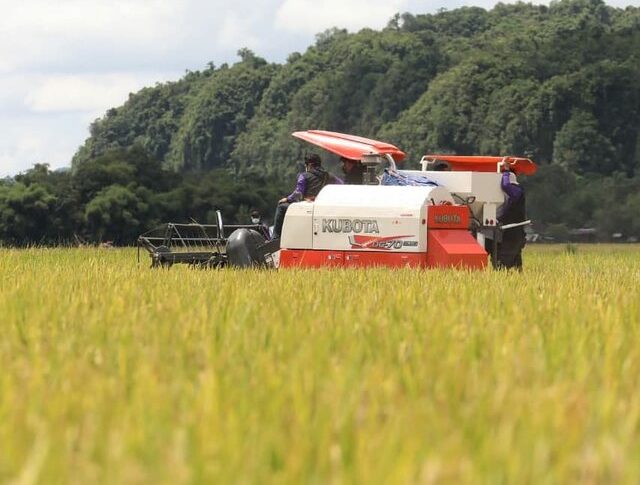 Panen di Jepara, Kostraling Kementan-Bulog Serap Gabah Petani 20.000 Ton