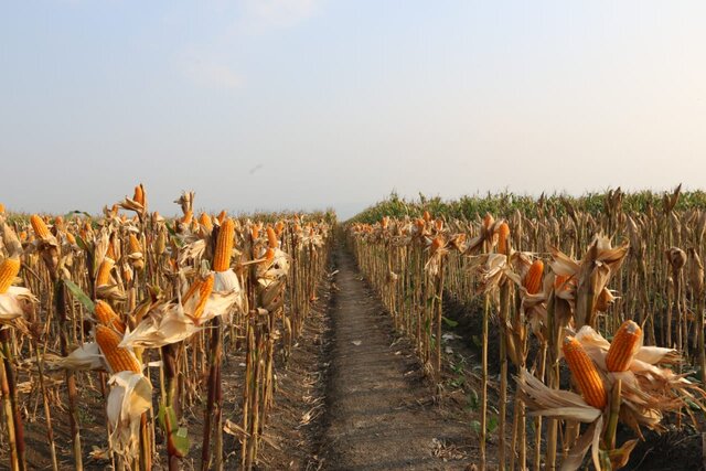 Redam Anomali Harga, Kementan Dorong Industri Pakan Ternak Serap Jagung Petani