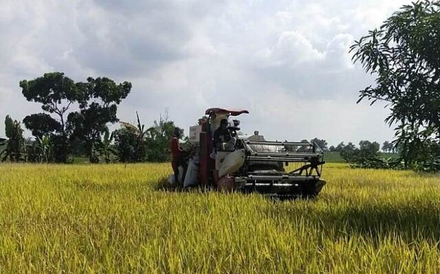 Panen Padi Melimpah 4 Kali Setahun Berkat Program OPIP Kementan
