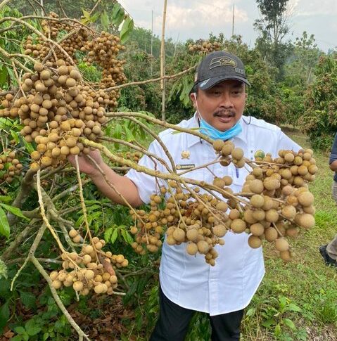 Kebun Kelengkeng Grobogan: Makan Sepuasnya Atau Bawa Pulang