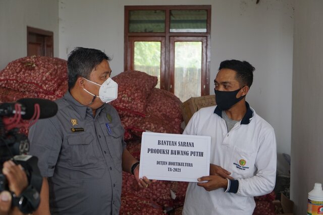 Kucurkan Bantuan, Kementan Genjot Produksi Bawang Putih
