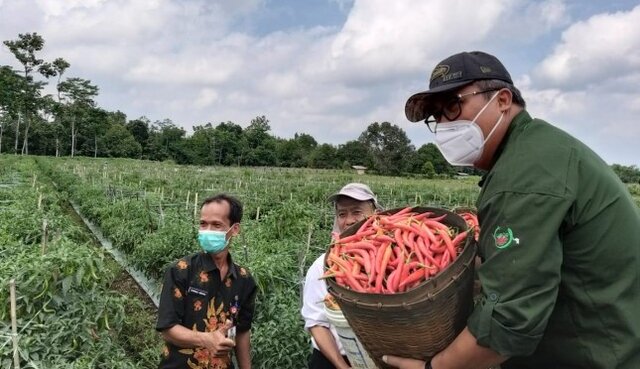 Bawang Merah dan Cabai Rawit Rubaru, Potensi Andalan Hortikultura Sumenep