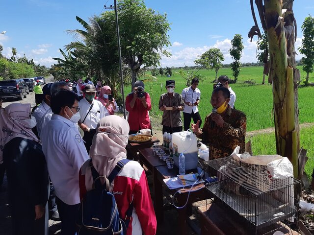Ternyata Urine Sapi Bisa Untuk Kendalikan Tikus