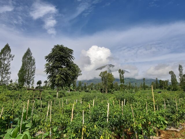 Panen Cabai Rawit di Temanggung Melimpah, Pasok Kebutuhan Idul Adha