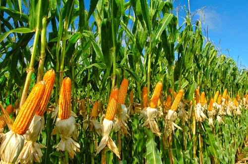 Program Kementan Korporasi Benih Jagung Mampu Memberdayakan Petani