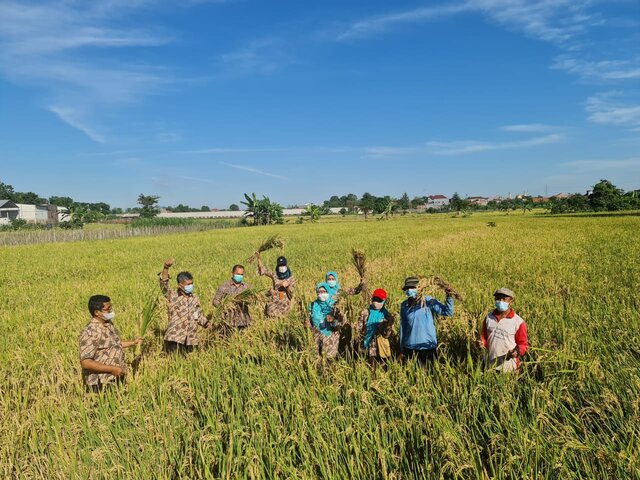 Kudus Panen Raya Padi dan Bersiap Masuki Musim Tanam Ketiga