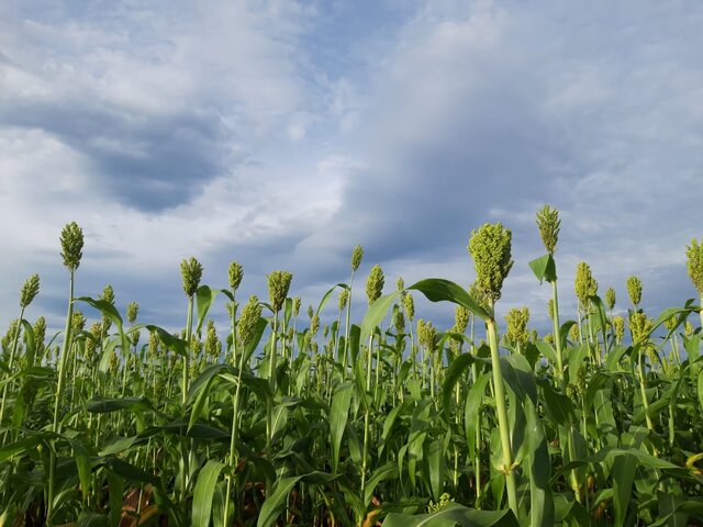 Banyak Keuntungan Ganda, Kementan Mulai Kembangkan Budi Daya Sorghum