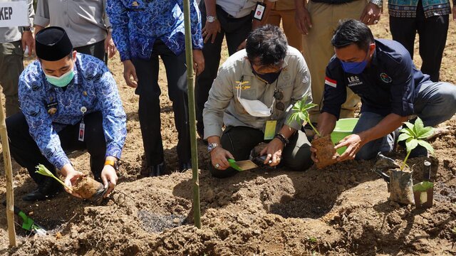 Mentan Mendorong Bisnis Porang Sampai Pascapanen Dan Industri