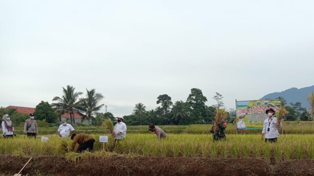 Cegah Stunting, Pandeglang Kembangkan Padi Kaya Gizi Nutri Zinc Produk Kementan