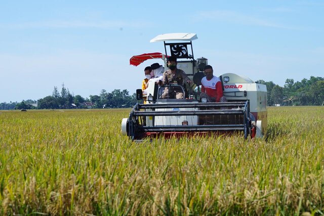 Stok Beras Nasional Aman, Panen Raya di Sejumlah Sentra Terus Berlangsung