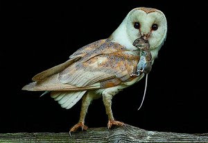 Tyto Alba, Sang Predator Pengendali Hama Tikus Sawah