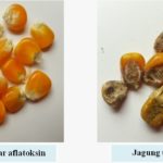 Aflatoksin Pada Jagung