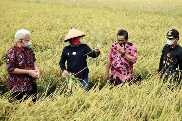 Bupati Indramayu : Perbaikan Irigasi Tingkatkan Produksi Padi