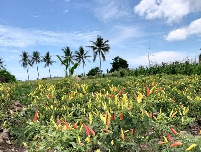 Tata Kelola Budidaya yang Baik Dorong Cabai Indonesia Menuju Pasar Global