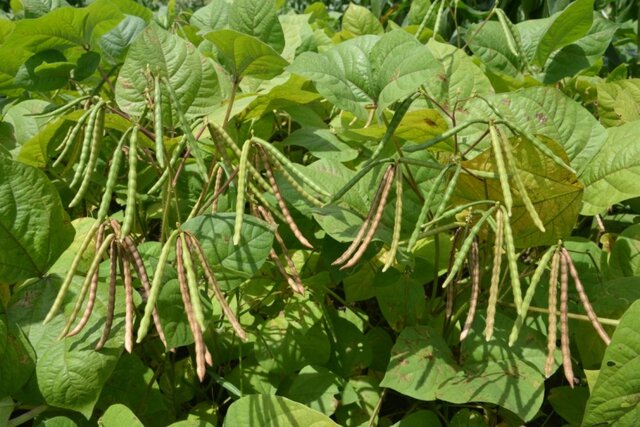 Kementan Kembangkan Kawasan Perbenihan Kacang Hijau