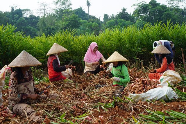 Kementan Rayakan Merdeka Panen dan Tanam Bersama Petani Lewat Bimtek On The Spot