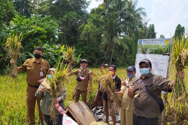 Program OPIP Kementan di Serang Mampu Naikkan Produksi Padi