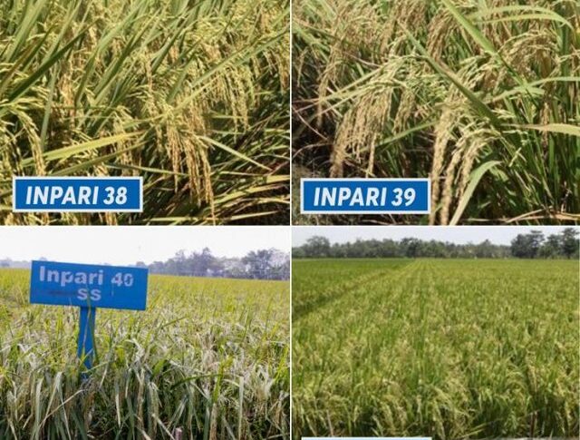 Jenis Varietas Benih Padi Pengaruhi Kualitas dan Harga Beras