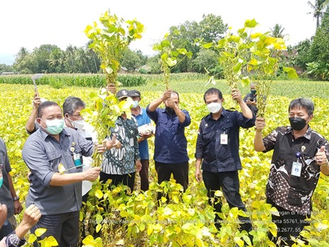 Kedelai Lokal Bantul Mampu Naik Kelas Penuhi Industri Besar