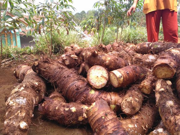 Talas Beneng, Peluang Menembus Pasar Internasional