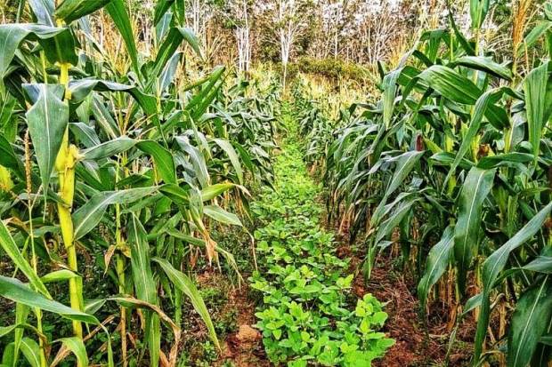 Tanam Jagung Sistem Methuk, Manfaatkan Potensi Lahan Untuk Raup Keuntungan Lebih