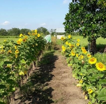Kementan Dorong Pengendalian OPT Hortikultura Ramah Lingkungan