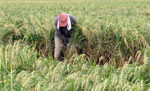 Puluhan Hektar Padi di Deli Serdang Tetap Panen Usai Diterpa Cuaca Buruk Puluhan Hektar Padi di Deli Serdang Tetap Panen Usai Diterpa Cuaca Buruk