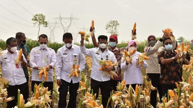 Mentan SYL Panen Jagung Nusantara Serempak Bersama 130 Kabupaten