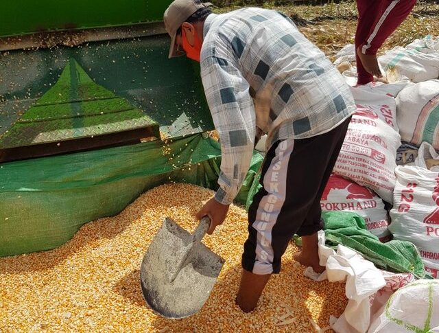 Ketidakjelasan Bulog Serap Jagung 30.000 Ton, Petani Grobogan Akhirnya Jual ke Pabrik Pakan