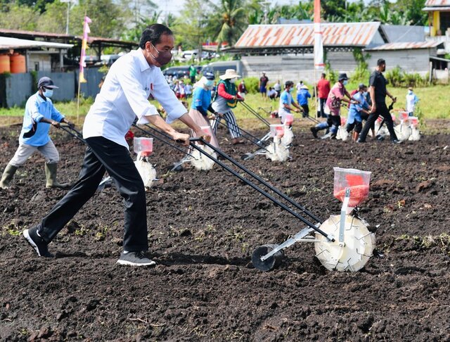 Tanam Jagung Di Sorong, Presiden Ajak Petani Milenial Menjadi Motor Penggerak Pertanian