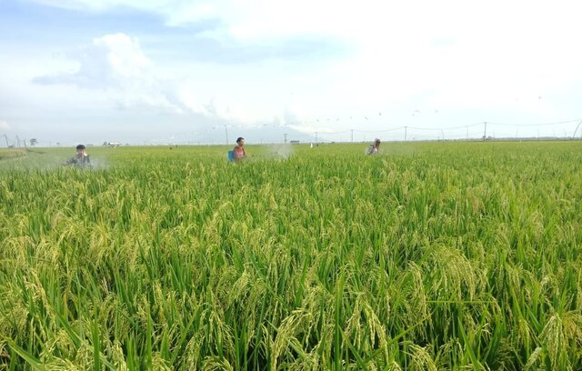 Petani Lampung Dukung Kementan Gencarkan Budi Daya Tanaman Sehat Padi