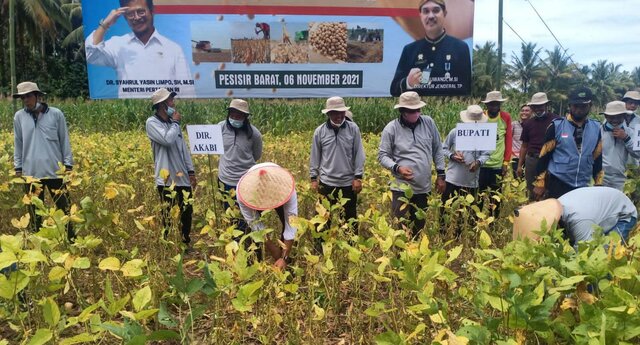 Kementan Bersama Bupati Pesisir Barat Panen Perdana Kedelai