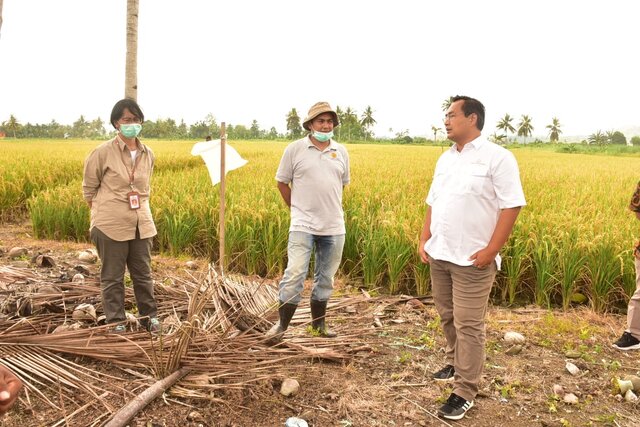 Kementan Genjot Produksi Beras di Papua Lewat Kemandirian Benih