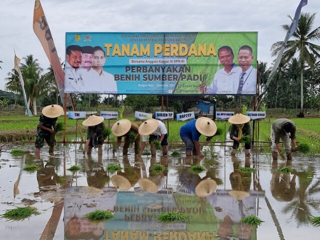 Jelang 2022, Kementan Tanam Benih Sumber Padi Varietas Unggul Baru Umur Genjah di Kaltim