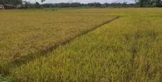 Lahan Terlantar Ditanam Jadi IP300, Petani Pengandaran Sumringah