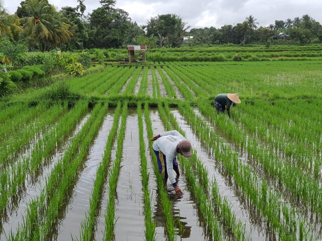 Penuhi Kebutuhan Beras, Kementan Dukung Benih Varietas Genjah