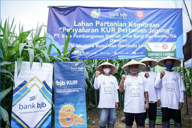 KUR dan Asuransi Jagung, Solusi Pembiayaan Petani