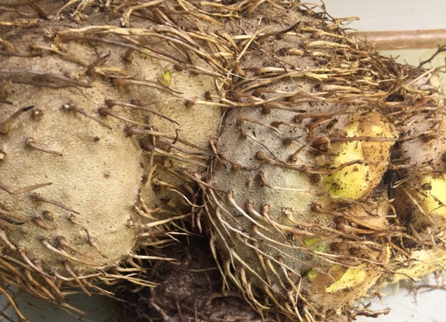 Kementan Populerkan Gadung Sebagai Pangan Alternatif Perkuat Perekonomian Kementan Populerkan Gadung Sebagai Pangan Alternatif Perkuat Perekonomian