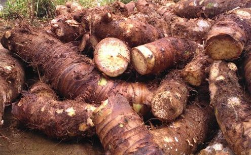 Talas Beneng, Komoditas Tanaman Pangan yang Semakin Populer Dikembangkan Talas Beneng, Komoditas Tanaman Pangan yang Semakin Populer Dikembangkan
