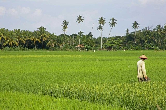 Lewat Program IP 400, Kementan Optimis Lipatgandakan Produksi Padi dan Pendapatan Petani Lewat Program IP 400, Kementan Optimis Lipatgandakan Produksi Padi dan Pendapatan Petani