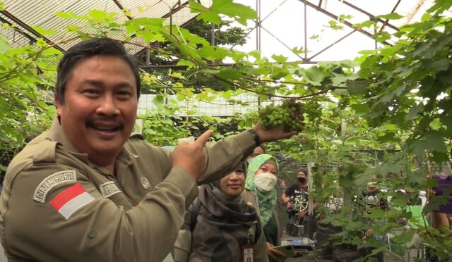 Anggur: Calon Ikon Baru Kota Tangsel Anggur: Calon Ikon Baru Kota Tangsel